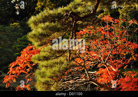 Herbstfarben im Rikugien Park im Zentrum von Tokio, Japan Stockfoto