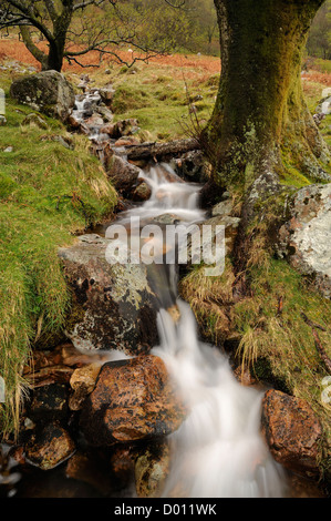Ein Stream abstürzende Felsen zwischen zwei Bäumen in der Nähe von Crummock Wasser in den Lake District, UK. Stockfoto