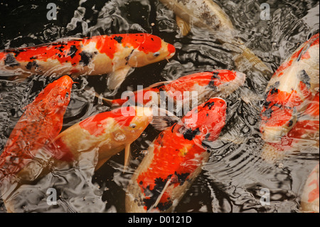 Koi-Karpfen in einem Teich im Garten Rikugien, Tokyo, Japan Stockfoto