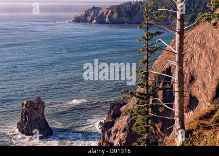 Trotzige und verwitterte alten Baum mit Blick auf Cape Falcon an Oregons Küste im Oswald West State Park. Stockfoto