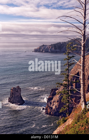 Trotzige und verwitterte alten Baum mit Blick auf Cape Falcon an Oregons Küste im Oswald West State Park. Stockfoto