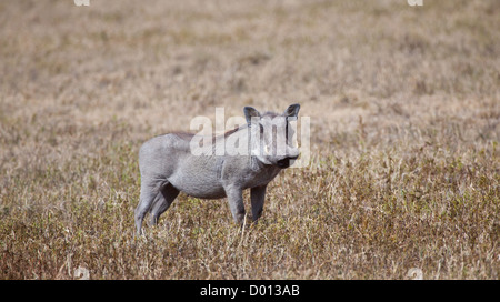 Ein n Erwachsene Warzenschwein auf die Savanne. Serengeti Nationalpark, Tansania Stockfoto