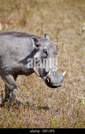 Ein n Erwachsene Warzenschwein auf die Savanne. Serengeti Nationalpark, Tansania Stockfoto