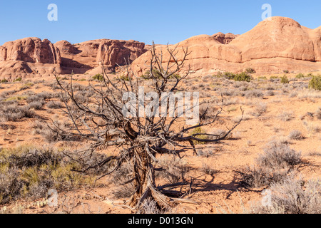 Die Felsformationen aus Sandstein im frühen Morgenlicht im Arches National Park in Utah. Stockfoto