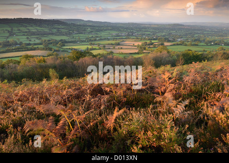 Dawn Lichtmenge die herbstliche Landschaft aus Culmstock Leuchtfeuer in Blackdown Hügel, Devon, UK. Stockfoto