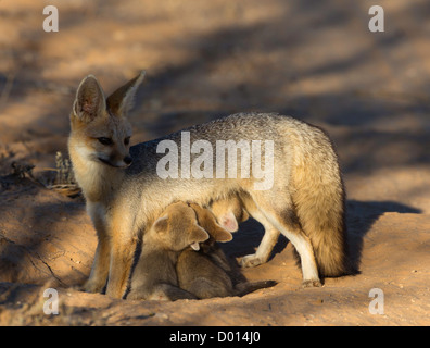 Kap-Fuchs mit Babys Spanferkel Stockfoto