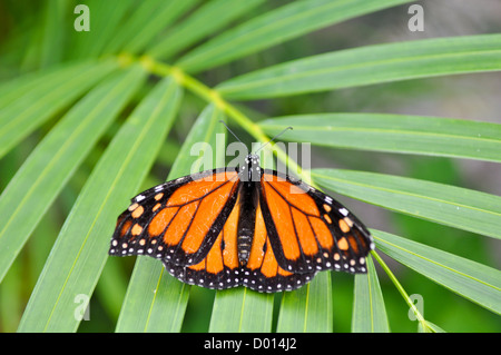 Monarch-Schmetterling im Regenwald Stockfoto