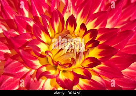 Rote und gelbe Dahlie hautnah Stockfoto