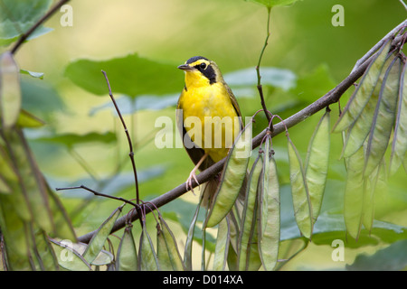 Kentucky Warbler sitzt in Redbud Tree Stockfoto