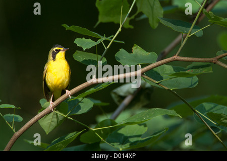 Kentucky Warbler sitzt in Redbud Tree Stockfoto