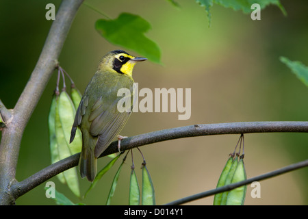 Kentucky Warbler sitzt in Redbud Tree Stockfoto