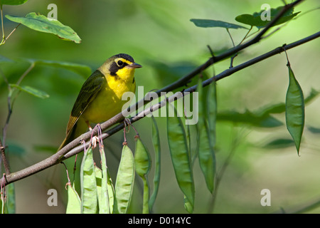 Kentucky Warbler sitzt in Redbud Tree Stockfoto