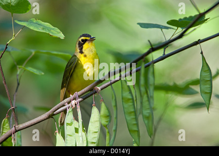 Kentucky Warbler sitzt in Redbud Tree Stockfoto