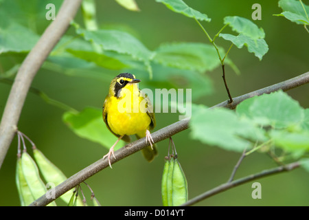 Kentucky Warbler sitzt in Redbud Tree Stockfoto