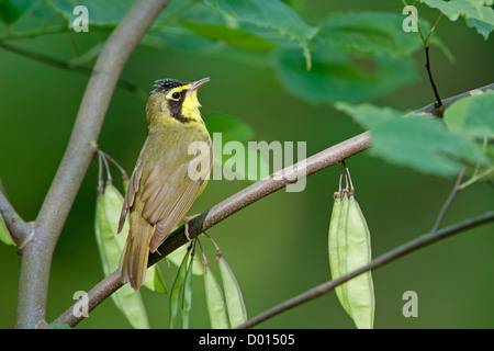 Kentucky Warbler sitzt in Redbud Tree Stockfoto