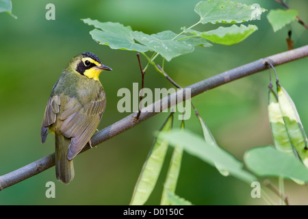 Kentucky Warbler sitzt in Redbud Tree Stockfoto