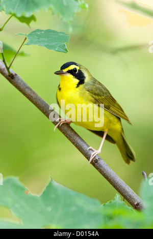 Kentucky Warbler sitzt in Redbud Tree vertikal Stockfoto