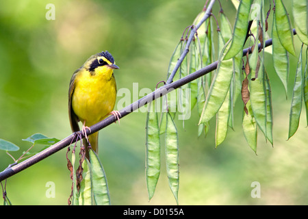 Kentucky Warbler sitzt in Redbud Tree Stockfoto