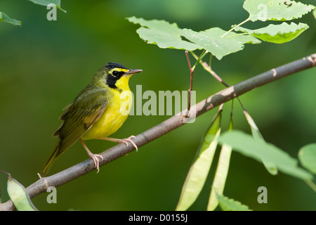 Kentucky Warbler sitzt in Redbud Tree Stockfoto