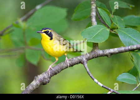 Kentucky Warbler sitzt in Redbud Tree Stockfoto