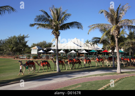 Kamel Zug vor Cable Beach Resort. Broome, Westaustralien. Stockfoto