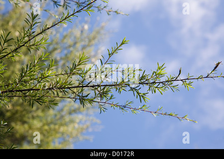 New Zealand Teebaum oder Manuka Leptospermum Scoparium Ästen in der Nähe gegen blauen Himmel Stockfoto