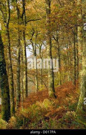 Carstramon Wood im Herbst, in der Nähe von Gatehouse of Fleet, Dumfries and Galloway, Schottland Stockfoto