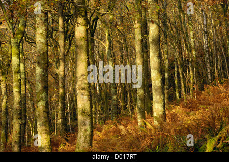 Carstramon Wood im Herbst, in der Nähe von Gatehouse of Fleet, Dumfries and Galloway, Schottland Stockfoto