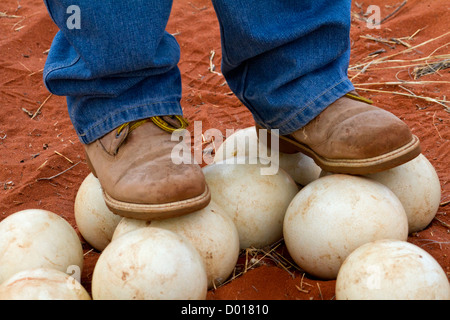 Mann steht auf Straußeneier zu zeigen, wie schwer sie sind Stockfoto