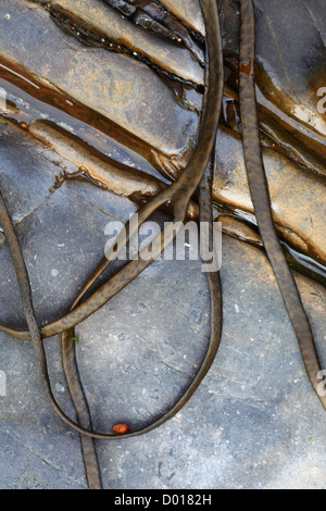 Algen auf Felsen an der Küste. Tot zu sein dachte mans Seil. Stockfoto