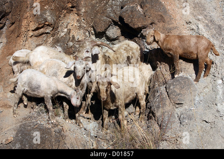 Verwilderte Ziegen. Kimberley, Westaustralien. Stockfoto