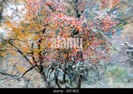 Vergrößerte Aufnahme eine Eberesche im Schnee. Stockfoto