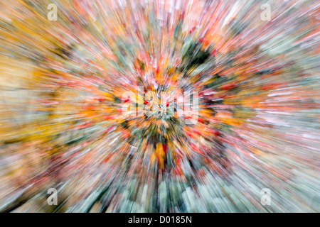 Vergrößerte Aufnahme eine Eberesche im Schnee. Stockfoto