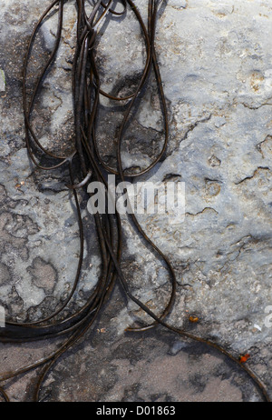 Algen auf Felsen an der Küste. Gedacht, um tot zu sein Seil mans.? Stockfoto