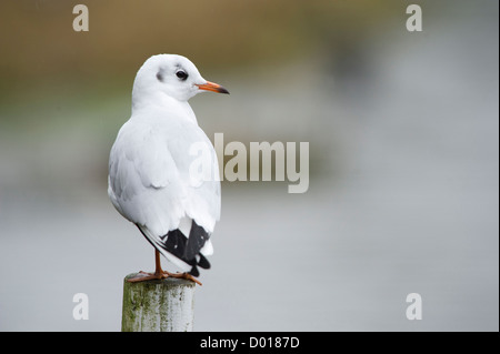 Gemeinsamen Gull (Larus Canus) Stockfoto