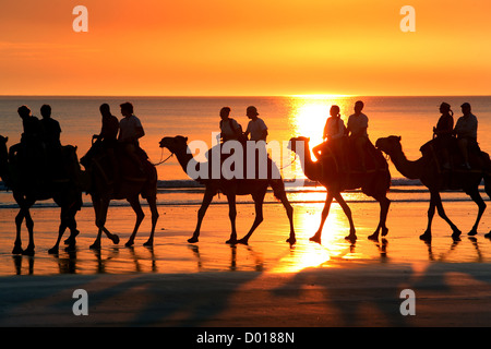 Kamel Sonnenuntergangstour am Cable Beach. Broome, Westaustralien. Stockfoto