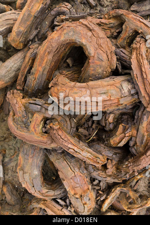 Rostige Ketten. Stockfoto