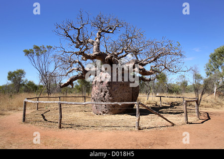 Der Boab Gefängnis Baum in der Nähe von Derby, verwendet, eingeboren zu inhaftieren. Kimberley, Westaustralien. Stockfoto