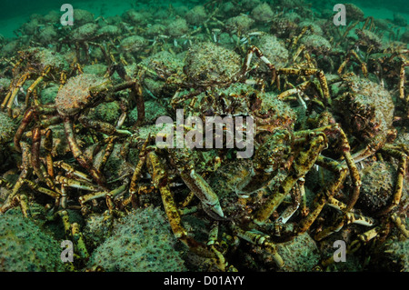 Seespinne und Freunde. Stockfoto