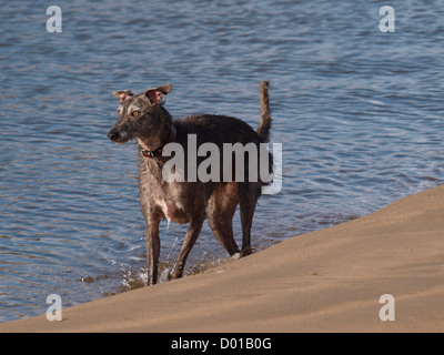Lurcher Hund spielen am Strand, UK Stockfoto