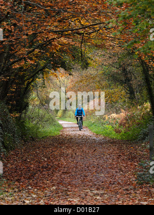 Radfahrer auf dem Kamel trail im Herbst, Fremington, Devon, UK Stockfoto