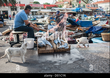 Katzen, die Fisch am Kai in Foca, Türkei, mit den Fischern in den Hintergrund, die Vorbereitung ihrer Fischernetze zu beobachten. Stockfoto