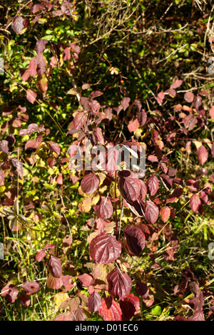 Purpur Hartriegel Cornus sanguineaund Blätter in eine Kreide Downland Hecke in der niedrigen November herbstliche Sonne Stockfoto