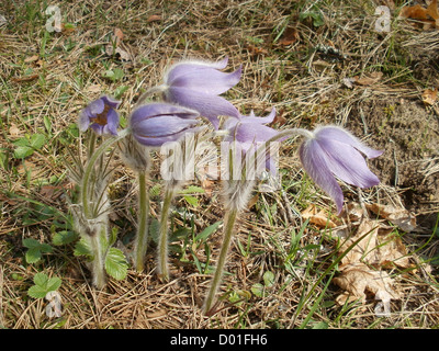 Östlichen Küchenschelle, Prairie Rauch und Prärie Krokus Cutleaf Anemone (Pulsatilla Patens) Stockfoto