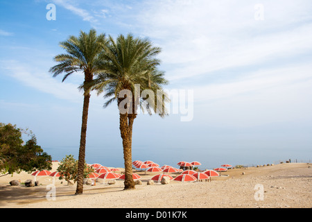 Oase Ein Gedi am Toten Meer. Israel Stockfoto