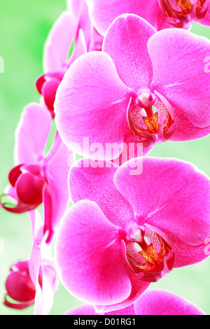 Nahaufnahme von Moth Orchid Spray, Phalaenopsis Stockfoto