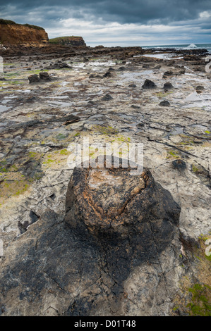 Curio Bay, fossilen Baumstumpf. Versteinerter Wald fossilised Jura Bäume. Südinsel, Neuseeland Stockfoto