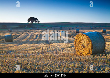 Strohballen auf einem Feld in der Nähe von Beckhampton, Wiltshire, England, UK Stockfoto