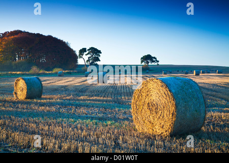 Strohballen auf einem Feld in der Nähe von Beckhampton, Wiltshire, England, UK Stockfoto