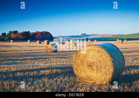 Strohballen auf einem Feld in der Nähe von Beckhampton, Wiltshire, England, UK mit Morgan Hill in der Ferne. Stockfoto